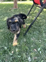 Jackie , a female Border Collie and Goldendoodle for sale in Carmichael, CA – 1 of 2