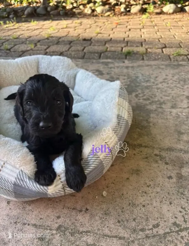 Jelly – Border Collie, Goldendoodle puppy for sale in Carmichael, CA