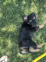 Jackie , a female Border Collie and Goldendoodle for sale in Carmichael, CA – 2 of 2