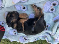 Beanz, a male Border Collie and Goldendoodle for sale in Carmichael, CA – Photo 2 of 2
