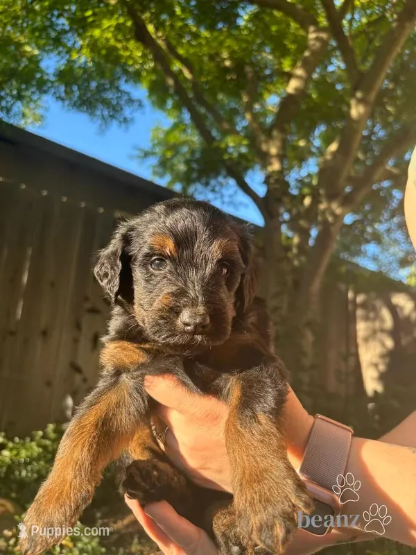 Beanz – Border Collie, Goldendoodle puppy for sale in Carmichael, CA