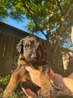 Beanz, a male Border Collie and Goldendoodle for sale in Carmichael, CA – Photo 1 of 2