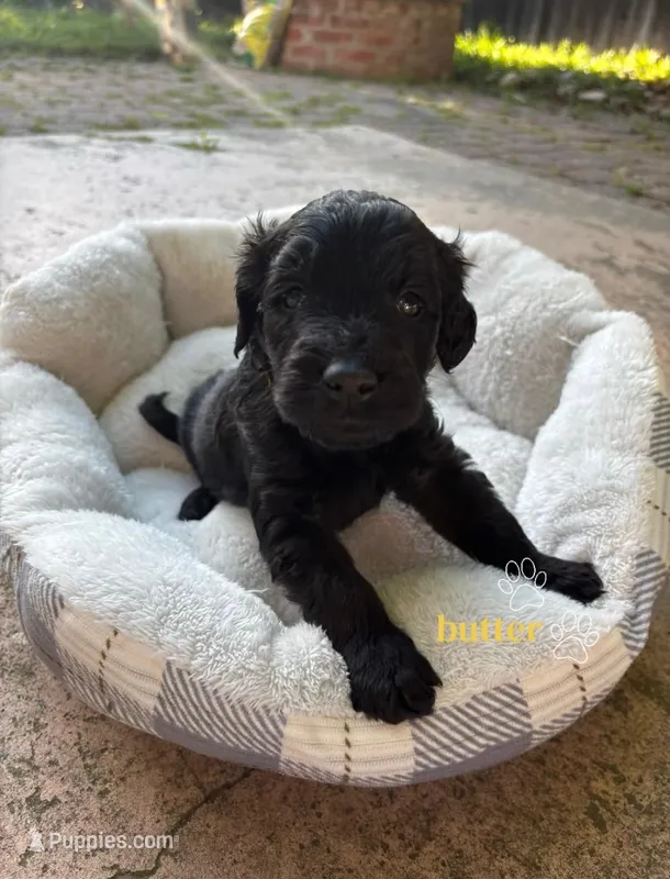 Butter – Border Collie, Goldendoodle puppy for sale in Carmichael, CA