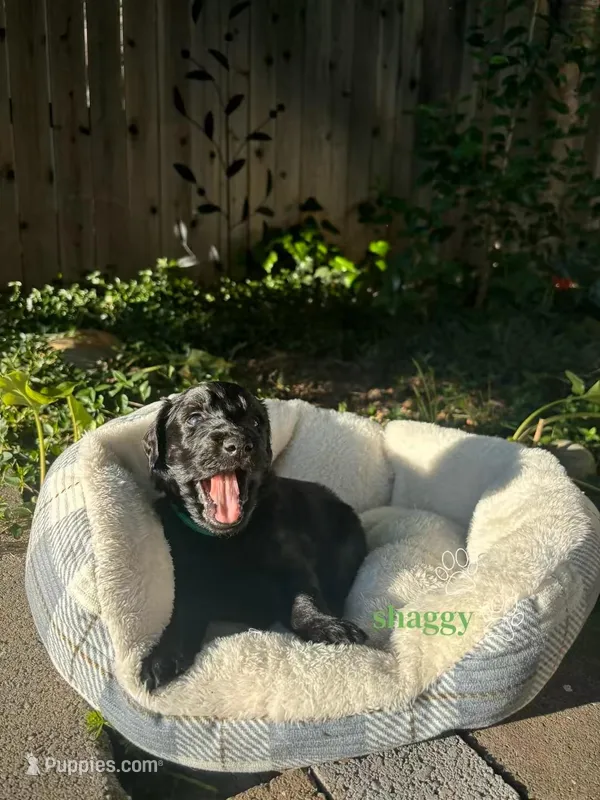 Shaggy – Border Collie, Goldendoodle puppy for sale in Carmichael, CA
