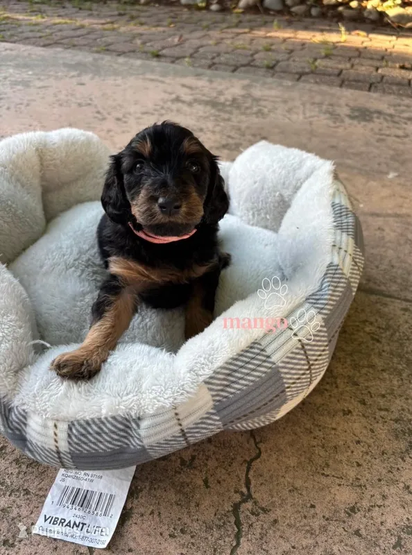 Mango – Border Collie, Goldendoodle puppy for sale in Carmichael, CA