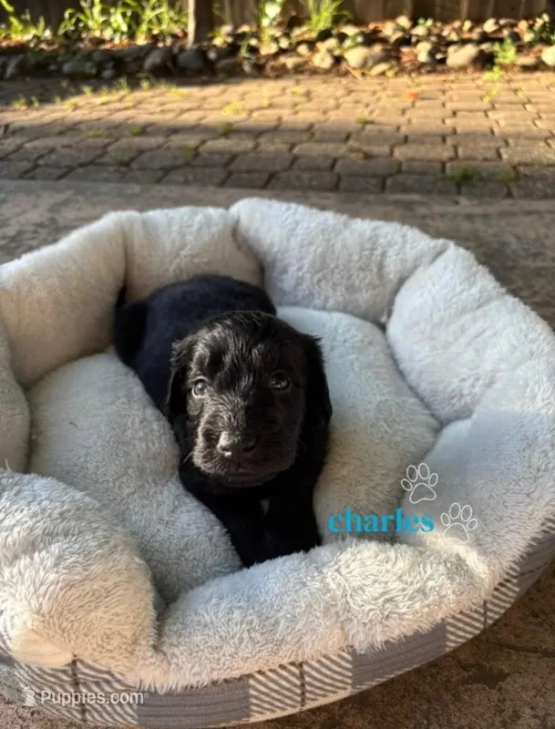 Charles – Border Collie, Goldendoodle puppy for sale in Carmichael, CA