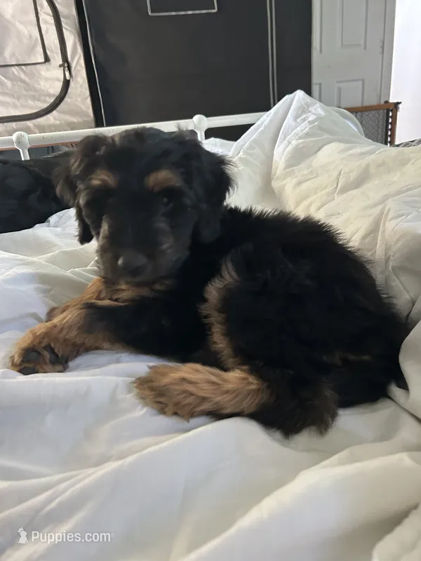 Jackie  – Border Collie, Goldendoodle puppy for sale in Carmichael, CA