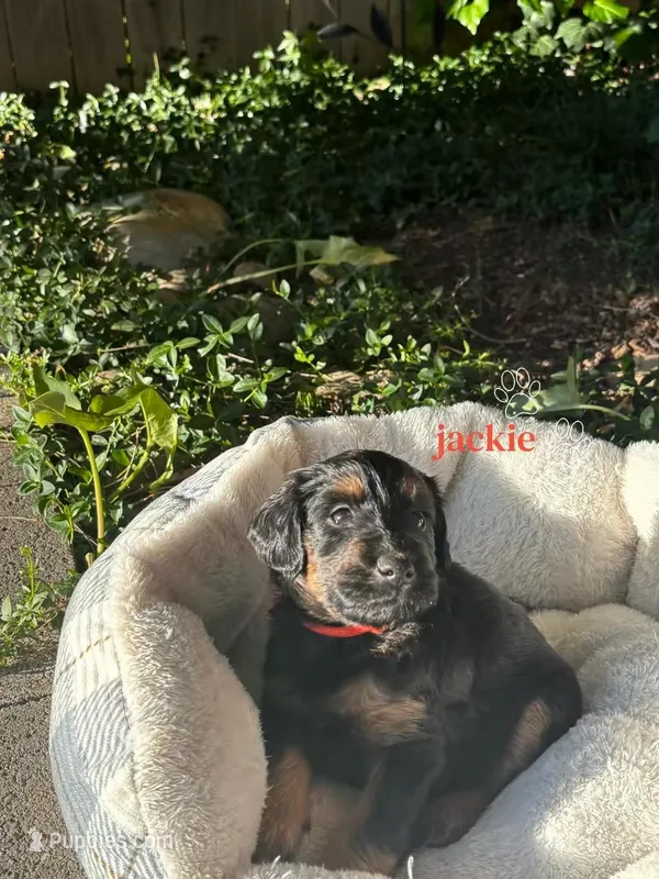 Jackie – Border Collie, Goldendoodle puppy for sale in Carmichael, CA