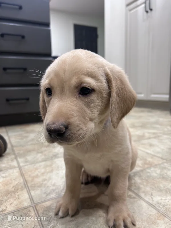 AKC Yellow Lab Blue collar – Labrador Retriever puppy for sale in Ridgefield, WA