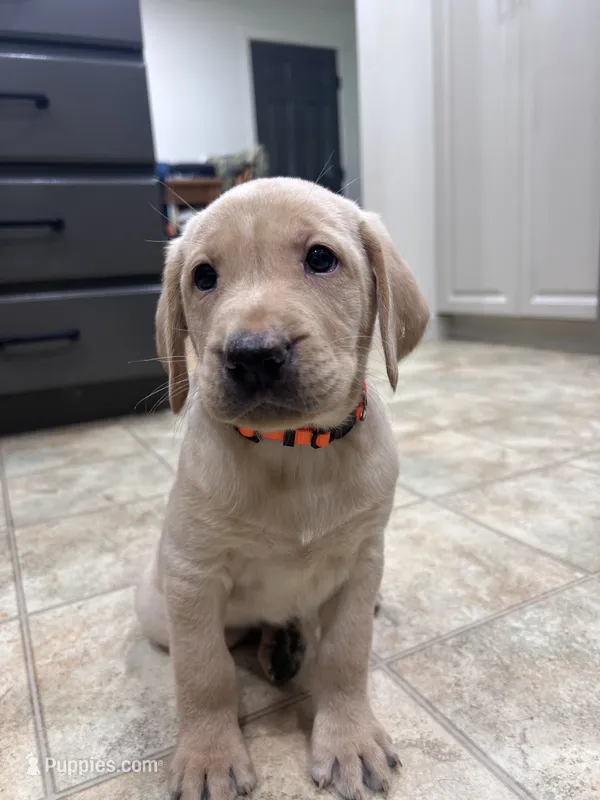 AKC Yellow Lab Orange collar  – Labrador Retriever puppy for sale in Ridgefield, WA