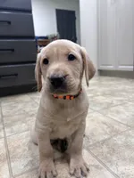 AKC Yellow Lab Orange collar , a male Labrador Retriever for sale in Ridgefield, WA – 1 of 1