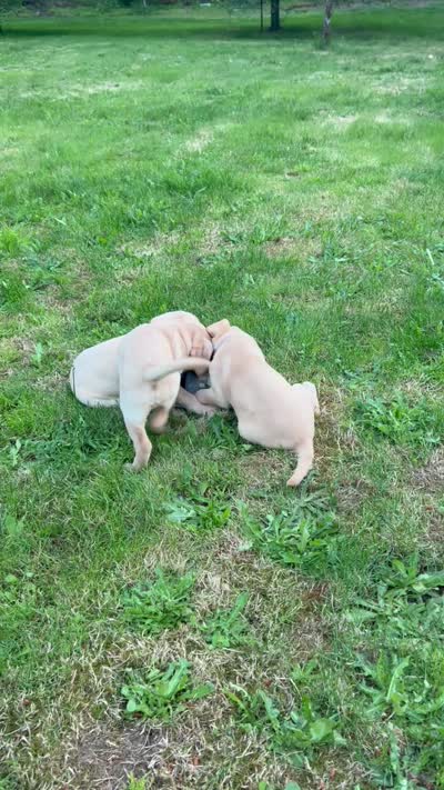 AKC Yellow Lab Blue collar, a male Labrador Retriever for sale in Ridgefield, WA – 3 of 3