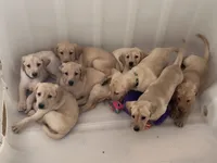 AKC Yellow Lab Blue collar, a male Labrador Retriever for sale in Ridgefield, WA – 2 of 3