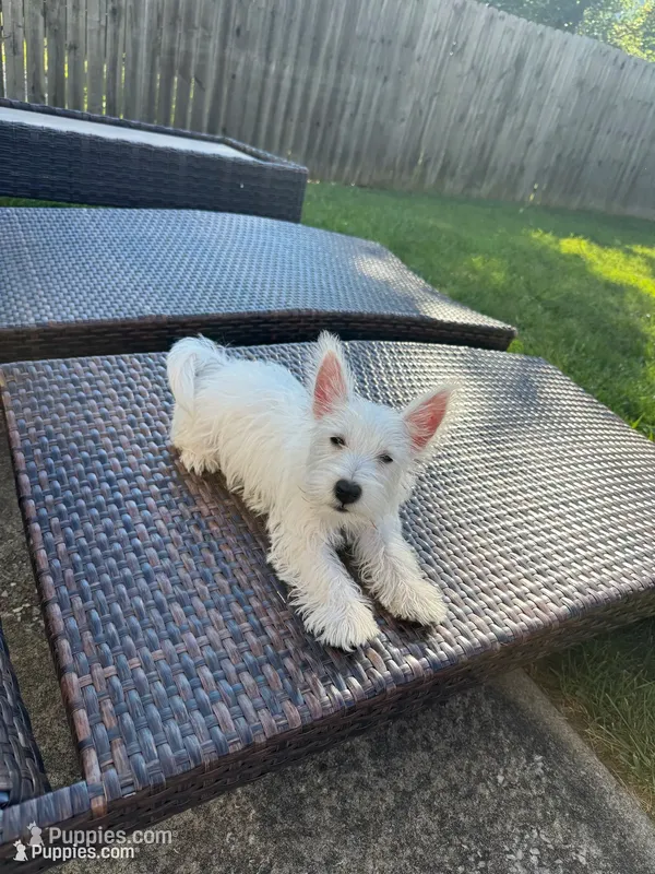 Rex – West Highland White Terrier puppy for sale in Wentzville, MO
