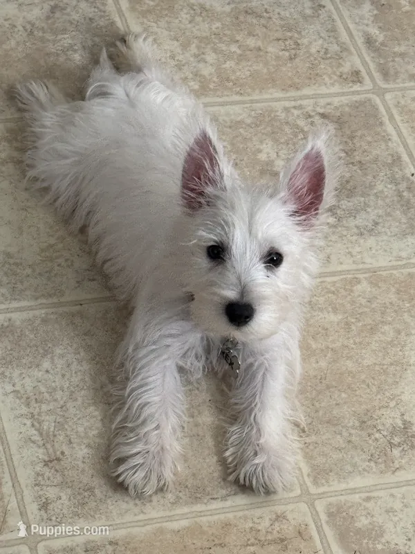 Rex – West Highland White Terrier puppy for sale in Wentzville, MO