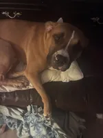 Milo, a male Boxer for sale in Akron, OH – Photo 2 of 7