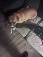 Milo, a male Boxer for sale in Akron, OH – Photo 7 of 7