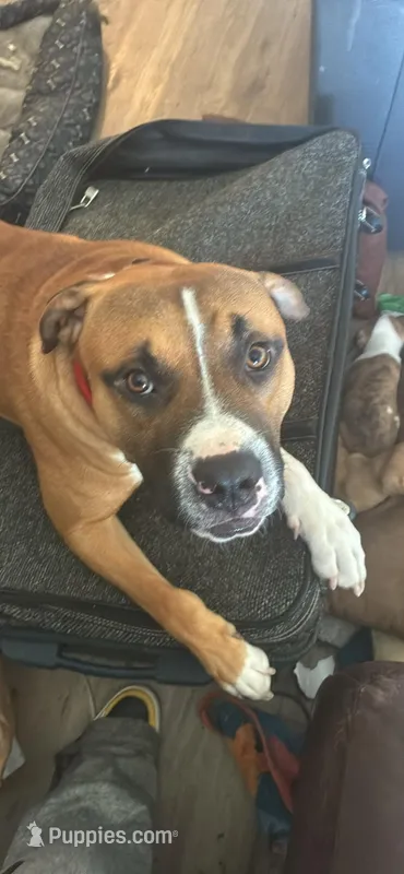 Milo – Boxer puppy for sale in Akron, OH