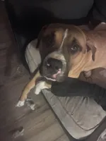 Milo, a male Boxer for sale in Akron, OH – Photo 3 of 7