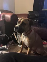 Milo, a male Boxer for sale in Akron, OH – Photo 6 of 7