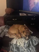 Milo, a male Boxer for sale in Akron, OH – Photo 4 of 7