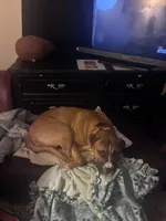 Milo, a male Boxer for sale in Akron, OH – Photo 5 of 7