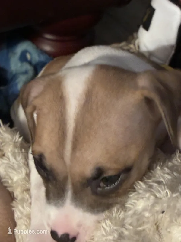 Izzy – Boxer puppy for sale in Akron, OH