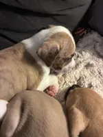 Izzy, a male Boxer for sale in Akron, OH – Photo 3 of 3