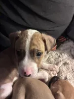 Izzy, a male Boxer for sale in Akron, OH – Photo 2 of 3