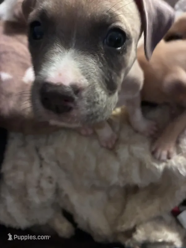 Brave – Boxer puppy for sale in Akron, OH