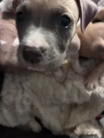 Brave, a male Boxer for sale in Akron, OH – Photo 1 of 2