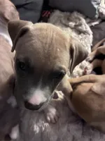 Brave, a male Boxer for sale in Akron, OH – Photo 2 of 2