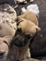 Devil, a male Boxer for sale in Akron, OH – Photo 2 of 2