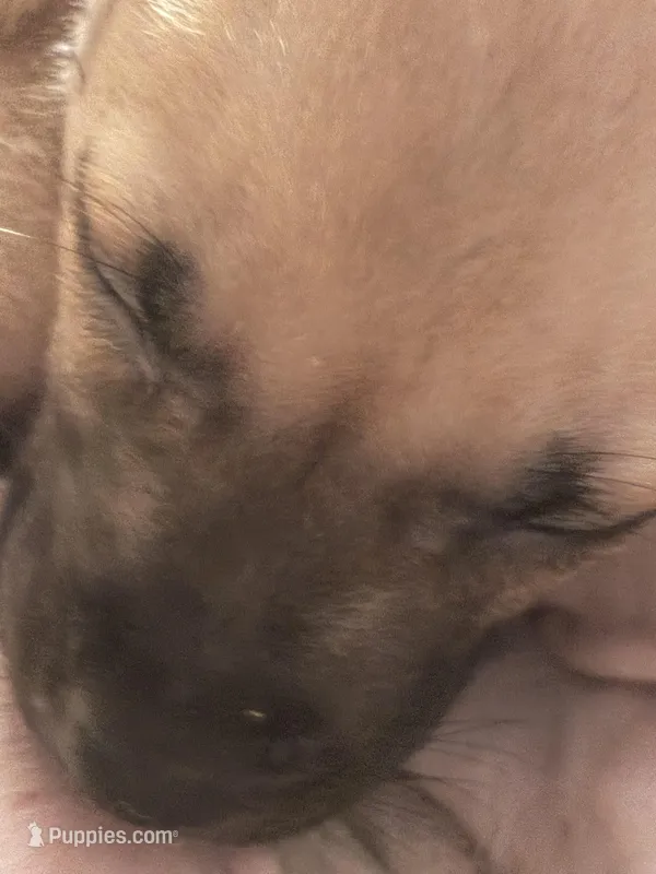 Devil – Boxer puppy for sale in Akron, OH