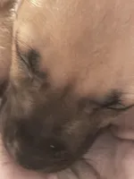 Devil, a male Boxer for sale in Akron, OH – Photo 1 of 2