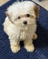 Oliver, a male Cavapoo for sale in Harrison, AR – Photo 1 of 3