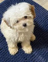 Oliver, a male Cavapoo for sale in Harrison, AR – Photo 3 of 3