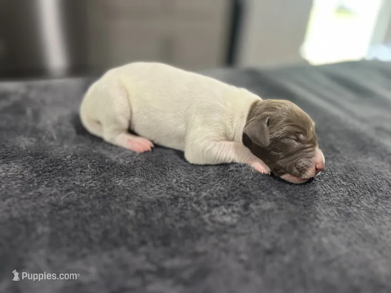 Braveheart – German Shorthaired Pointer puppy for sale in Seneca, KS