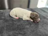Braveheart, a male German Shorthaired Pointer for sale in Seneca, KS – 1 of 4