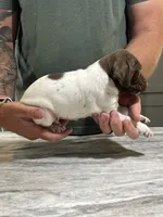 Trip, a male German Shorthaired Pointer for sale in Seneca, KS – 8 of 10