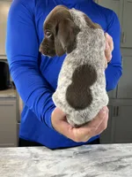 Blaze, a male German Shorthaired Pointer for sale in Seneca, KS – 4 of 10