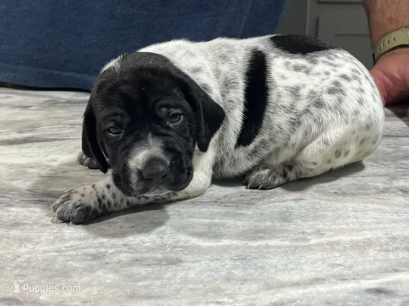 Ash – German Shorthaired Pointer puppy for sale in Seneca, KS