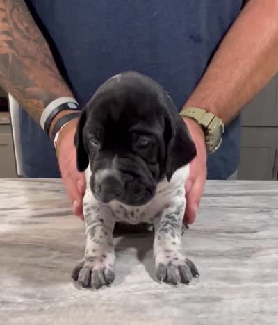 Ash, a male German Shorthaired Pointer for sale in Seneca, KS – 8 of 8