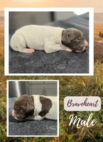 Braveheart, a male German Shorthaired Pointer for sale in Seneca, KS – 3 of 4