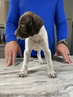 Braveheart, a male German Shorthaired Pointer for sale in Seneca, KS – 7 of 8