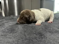 Auggie, a male German Shorthaired Pointer for sale in Seneca, KS – 3 of 4