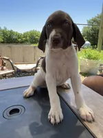  Braveheart, a male German Shorthaired Pointer for sale in Seneca, KS – 5 of 10