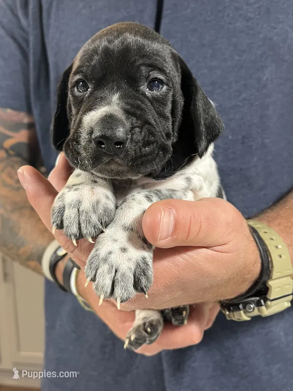 Ash – German Shorthaired Pointer puppy for sale in Seneca, KS