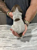 Leo, a male German Shorthaired Pointer for sale in Seneca, KS – 7 of 8