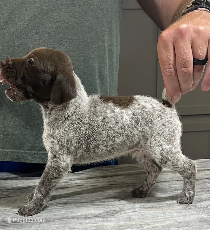 Blaze – German Shorthaired Pointer puppy on hold in Seneca, KS